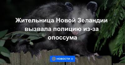 Жительница Новой Зеландии вызвала полицию из-за опоссума - news.mail.ru - Новая Зеландия