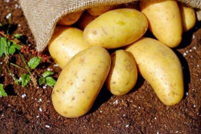 Есть способ повысить урожай семенной картошки, чтобы не было «гороха» - skuke.net