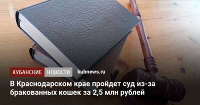 В Краснодарском крае пройдет суд из-за бракованных кошек за 2,5 млн рублей - kubnews.ru - Краснодарский край