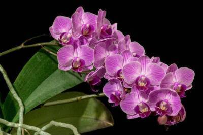Как заставить орхидеи цвести круглый год: хитрости, которыми пользуются продвинутые хозяйки - skuke.net