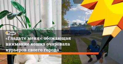 «Гладьте меня»: обожающая внимание кошка очаровала курьеров своего города - ridus.ru