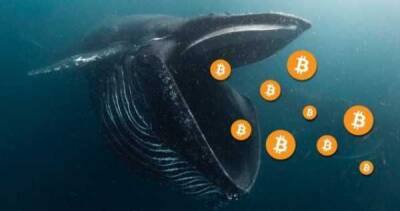Биткоин-кит докупил 207 BTC на падении рынка - cryptos.tv