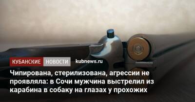 Чипирована, стерилизована, агрессии не проявляла: в Сочи мужчина выстрелил из карабина в собаку на глазах у прохожих - kubnews.ru - Сочи - Краснодарский край