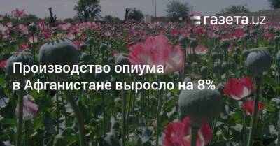 Производство опиума в Афганистане выросло на 8% - gazeta.uz - Узбекистан - Афганистан