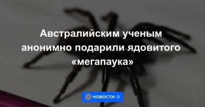 Австралийским ученым анонимно подарили ядовитого «мегапаука» - news.mail.ru - Австралия