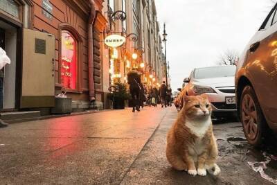 Котокультурная столица: самые известные коты Петербурга - spb.mk.ru - Санкт-Петербург