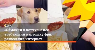 «Обмакни в кетчуп!»: пес, требующий картошку фри, развеселил интернет - ridus.ru