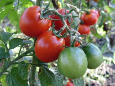 Зачем рядом с помидорами сажают базилик: о чем не догадываются огородники - skuke.net