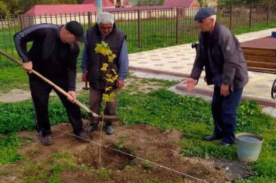 В Дагестане участники экоакции высадили деревья канадского сахарного клена - etokavkaz.ru - Махачкала - респ. Дагестан - район Кайтагский