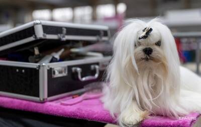 DogPhone. Собаки смогут звонить хозяевам? - korrespondent.net - Украина