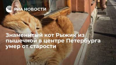 Кот Рыжик, который был талисманом пышечной в центре Петербурга, умер от старости - ria.ru - Санкт-Петербург