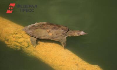 В Хабаровском крае просят спасти краснокнижных черепах - fedpress.ru - Россия - Хабаровский край - Хабаровск