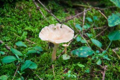 На что указывают грибы-поганки в вашем огороде или дачном участке - skuke.net