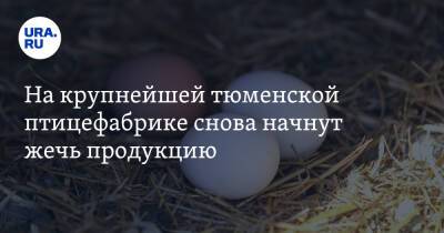 На крупнейшей тюменской птицефабрике снова начнут жечь продукцию - ura.news - Тюменская обл.