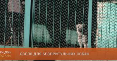 В Кривом Роге больших и агрессивных бездомных собак поместят в специальный приют - kp.ua - Украина - Кривой Рог