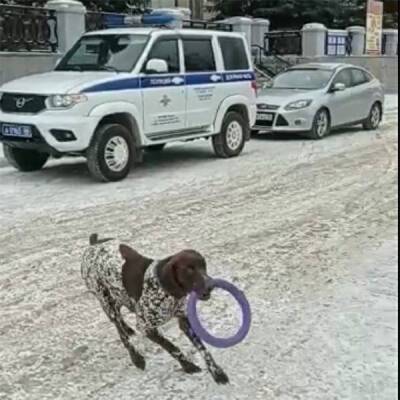 Полиция разобралась в инциденте с избиением собаки битой в Новоуральске - nakanune.ru - Новоуральск