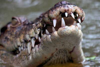 Робкий крокодил стеснялся выходить из воды и утонул - lenta.ru - Китай - район Гуанси-Чжуанский
