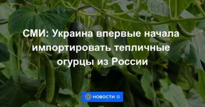 СМИ: Украина впервые начала импортировать тепличные огурцы из России - news.mail.ru - Россия - Украина - Киев