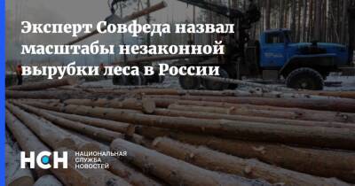 Эксперт Совфеда назвал масштабы незаконной вырубки леса в России - nsn.fm - Россия