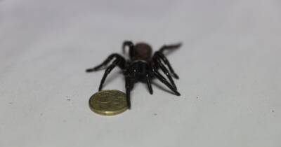 Граф Дракула среди пауков. В Австралии найден мегапаук, чьи клыки могут прокусить ноготь (фото) - focus.ua - Украина - Австралия