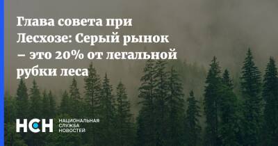 Владимир Морозов - Глава совета при Лесхозе: Серый рынок – это 20% от легальной рубки леса - nsn.fm