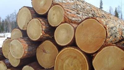 Рада приняла в первом чтении законопроект о рынке древесины - hubs.ua - Украина