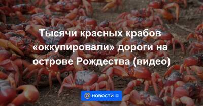 Тысячи красных крабов «оккупировали» дороги на острове Рождества (видео) - news.mail.ru - Австралия - Экология
