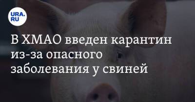 В ХМАО введен карантин из-за опасного заболевания у свиней - ura.news - Москва - Югра