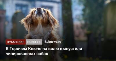 В Горячем Ключе на волю выпустили чипированных собак - kubnews.ru