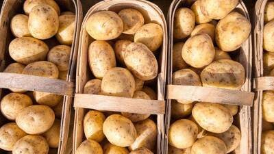 Эксперт рассказал, как выбирать картофель в магазине - vm.ru - Москва - Россия - Египет - Пакистан