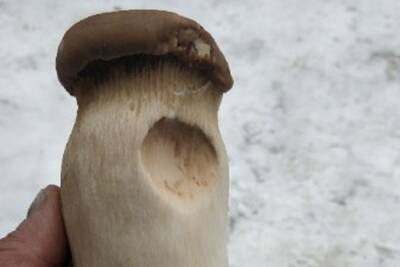 Королевский гриб еринги нашел в лесу среди снега житель Новосибирска - novos.mk.ru - Новосибирск