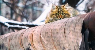 Поврежденные теплотрассы в России могут согреть 220 тысяч жирных котов - ren.tv - Россия