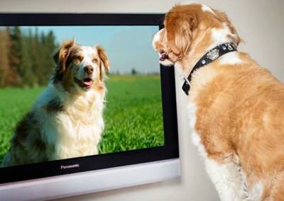 В Великобритании создали телеканал для собак, который поможет животным бороться со стрессом - unn.com.ua - Украина - Киев - Англия