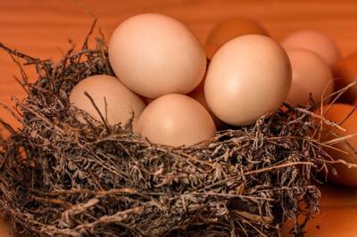 Зарубежные ученые рассказали об опасности чрезмерного употребления яиц - news.vse42.ru - США