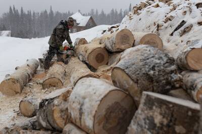 Правительство предлагает уничтожать незаконно срубленные деревья. Хранить дорого - newsland.com - Россия