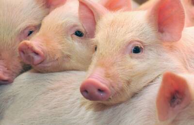 Количество свиней в Украине опустилось ниже 6-миллионной отметки - agroportal.ua - Украина