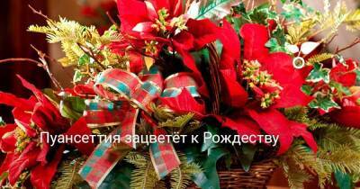 Пуансеттия зацветёт к Рождеству - skuke.net