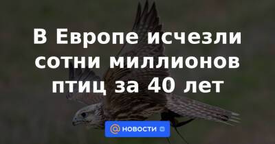 В Европе исчезли сотни миллионов птиц за 40 лет - news.mail.ru