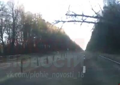 Появилось новое видео падения дерева на машину рязанца под Коломной - ya62.ru - Рязань - Коломна