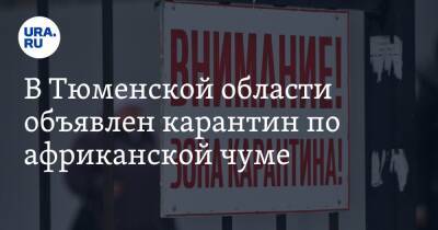 Александр Моор - В Тюменской области объявлен карантин по африканской чуме - ura.news - Тюменская обл.