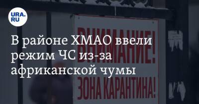 В районе ХМАО ввели режим ЧС из-за африканской чумы - ura.news - Сургут - Югра - район Сургутский