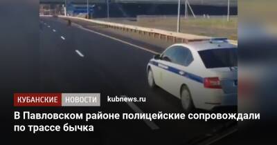 В Павловском районе полицейские сопровождали по трассе бычка - kubnews.ru - Краснодар