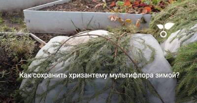 Как сохранить хризантему мультифлора зимой? - skuke.net