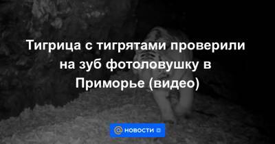 Тигрица с тигрятами проверили на зуб фотоловушку в Приморье (видео) - news.mail.ru - Приморье край