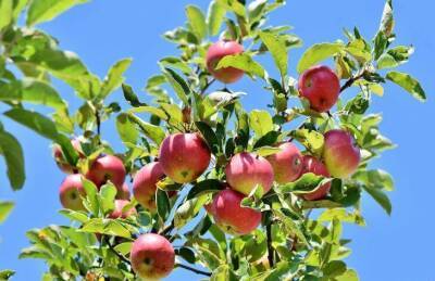 Как защитить яблоню от плодовой гнили: опытные садоводы раскрыли секреты - skuke.net