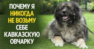 Хозяин кавказской овчарки должен пахать, как вол, иначе собаку заводить нельзя - skuke.net