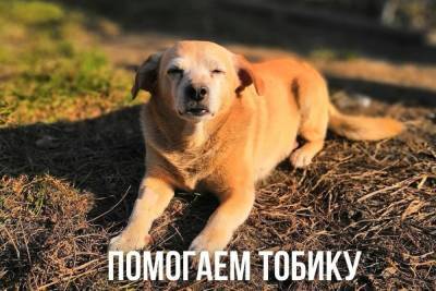 В Новосибирске собирают деньги для лечения собаки 80-летнего уличного музыканта - novos.mk.ru - Новосибирск