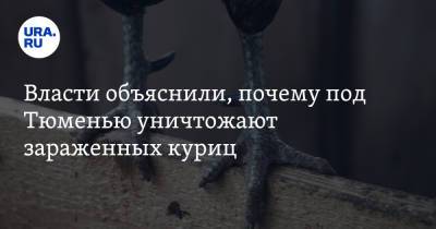 Владимир Чейметов - Власти объяснили, почему под Тюменью уничтожают зараженных куриц - ura.news - Тюмень