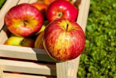 Три китайских секрета, как сохранить яблоки свежими и вкусными подольше - skuke.net