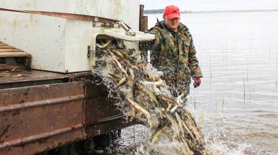 Более 4 тыс. особей щуки запустили в водоем нацпарка "Браславские озера" - belta.by - Белоруссия - Витебск